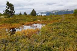 Wandern in Norwegen - Farbrausch in Rondane